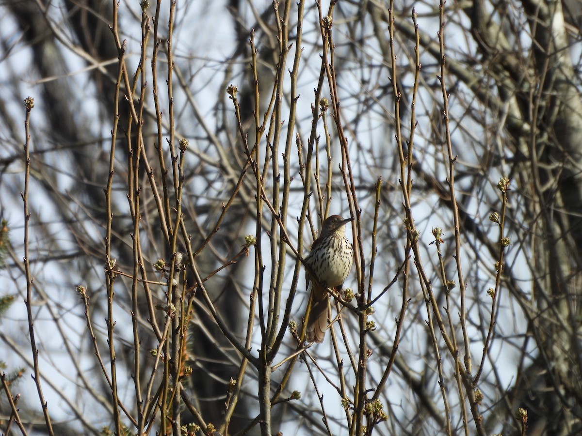 Brown Thrasher - ML547964021