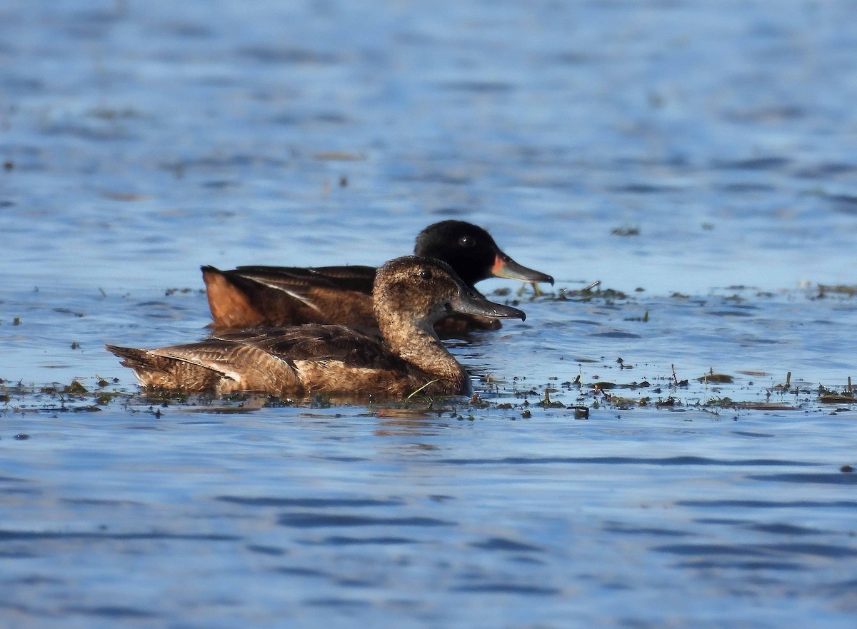 Black-headed Duck - ML547964091