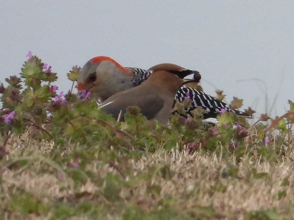 Red-bellied Woodpecker - ML547964161