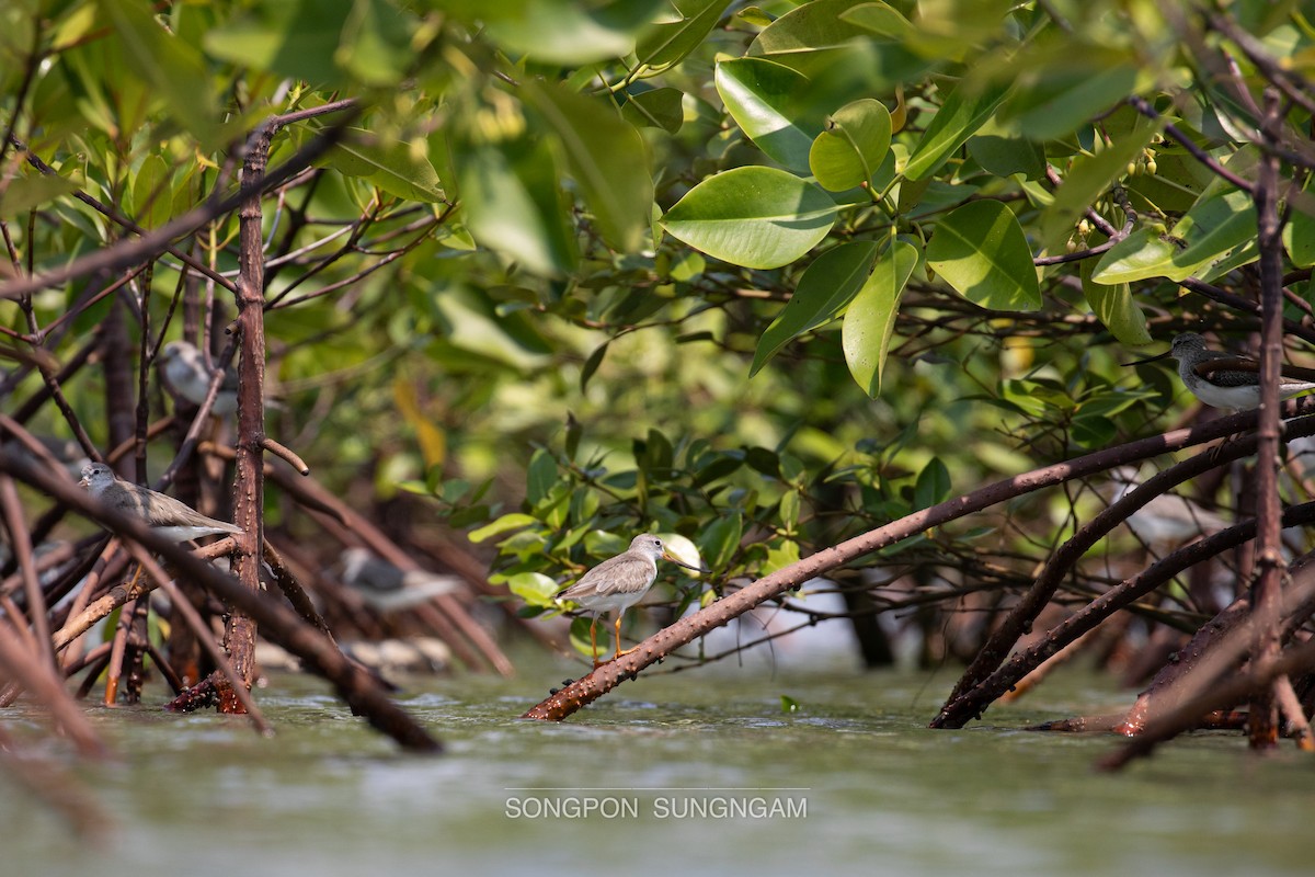 Terek Sandpiper - ML547965471