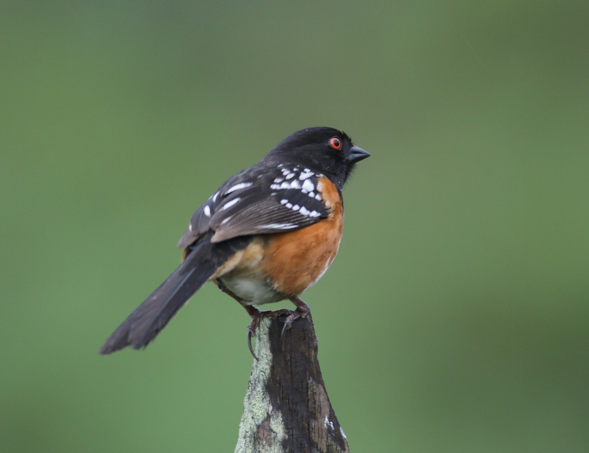 Spotted Towhee (oregonus Group) - Bill Hubick