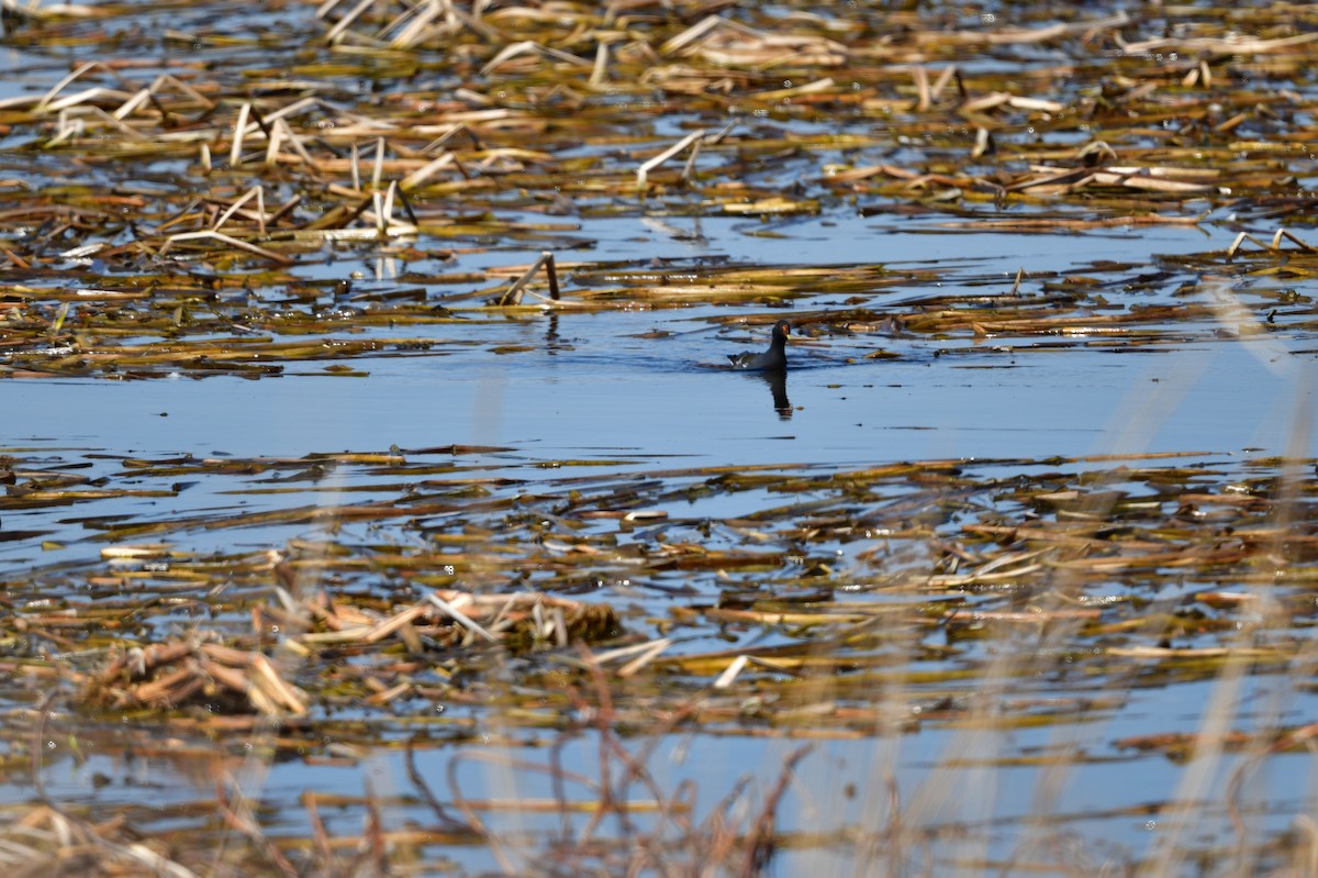 Eurasian Moorhen - Yoichi Yoshida