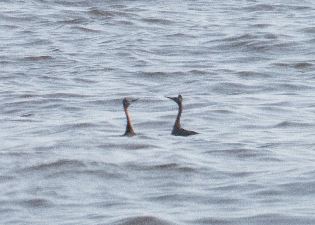 Great Grebe - ML547966511