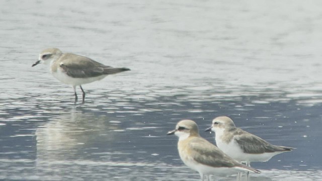 Tibetan Sand-Plover - ML547966991