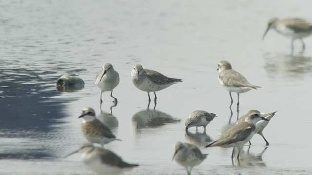 Tibetan Sand-Plover - ML547967001