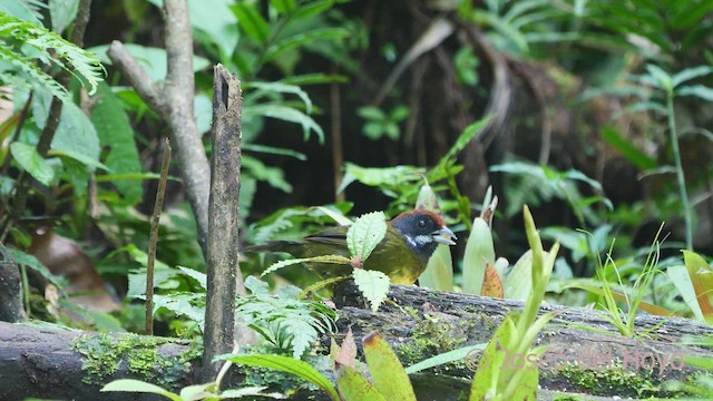 Sooty-faced Finch - ML547967211