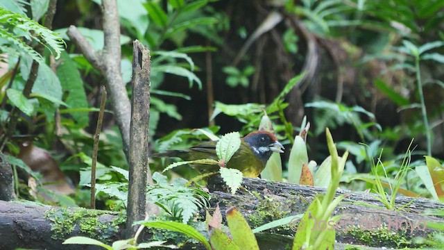 Sooty-faced Finch - ML547967211