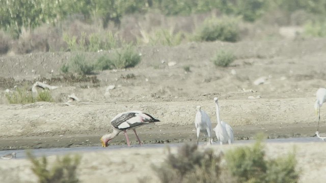 Painted Stork - ML547967501