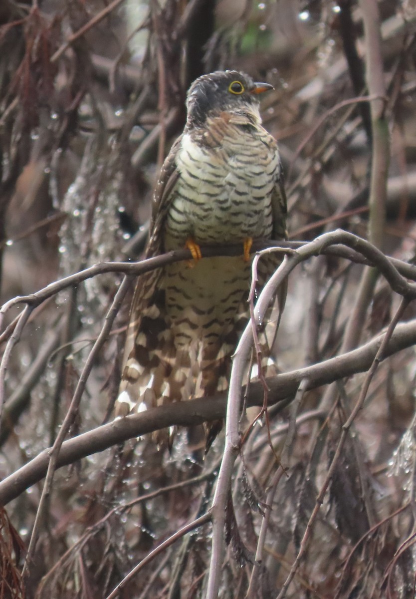 Cuco Solitario - ML547967561