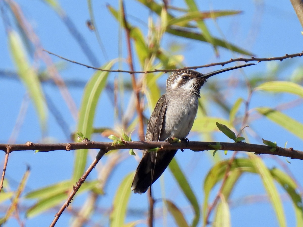 Plain-capped Starthroat - Susan Cole