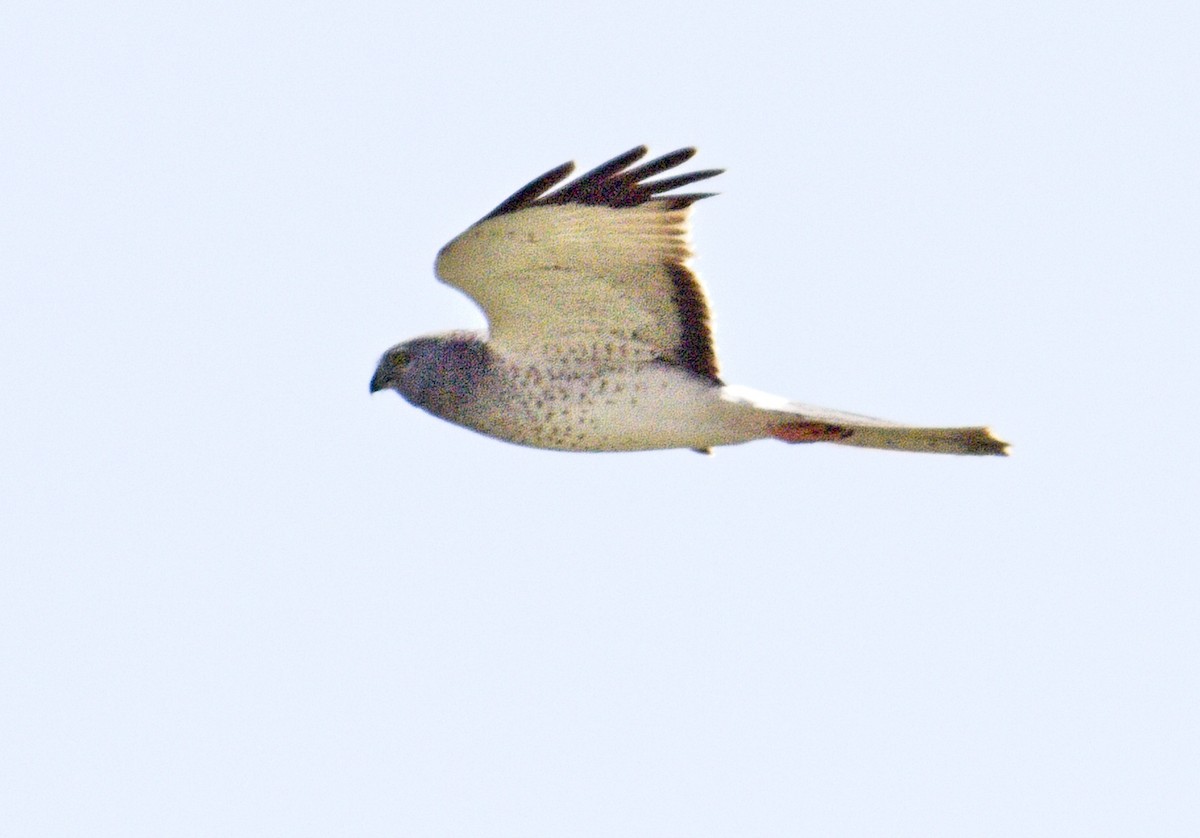 Northern Harrier - ML547968921