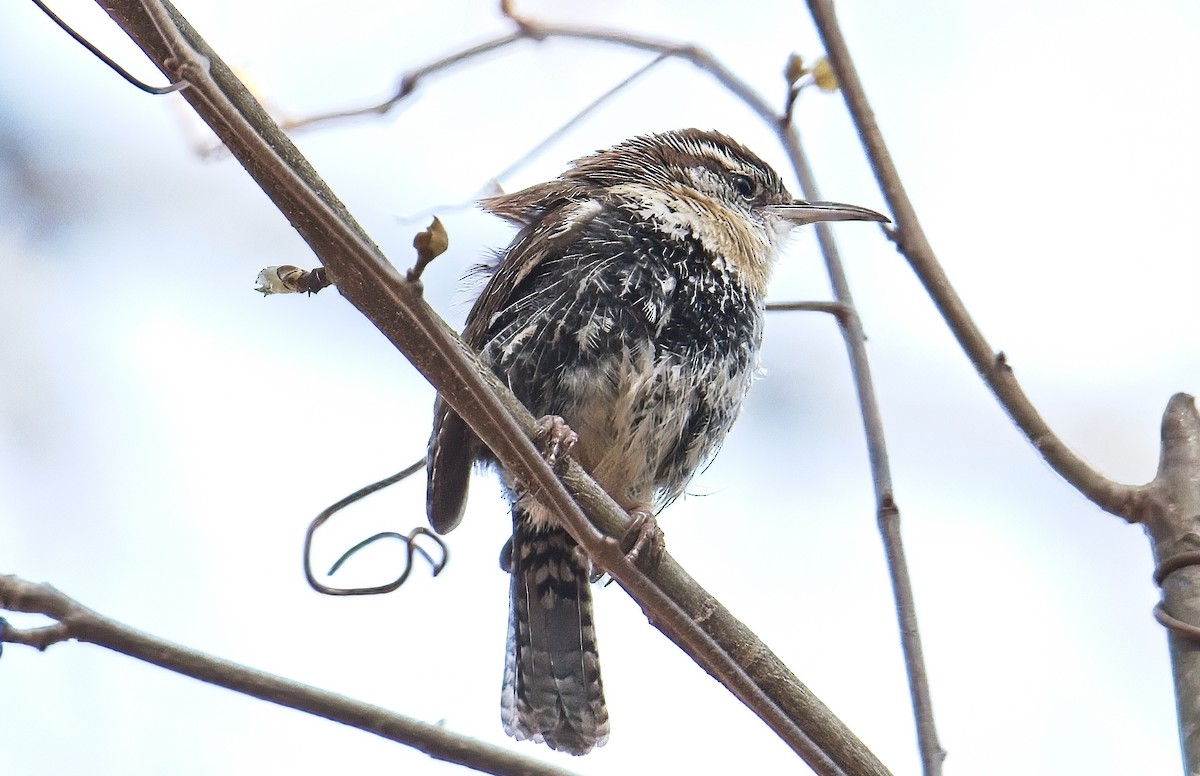 Carolina Wren - ML547969291