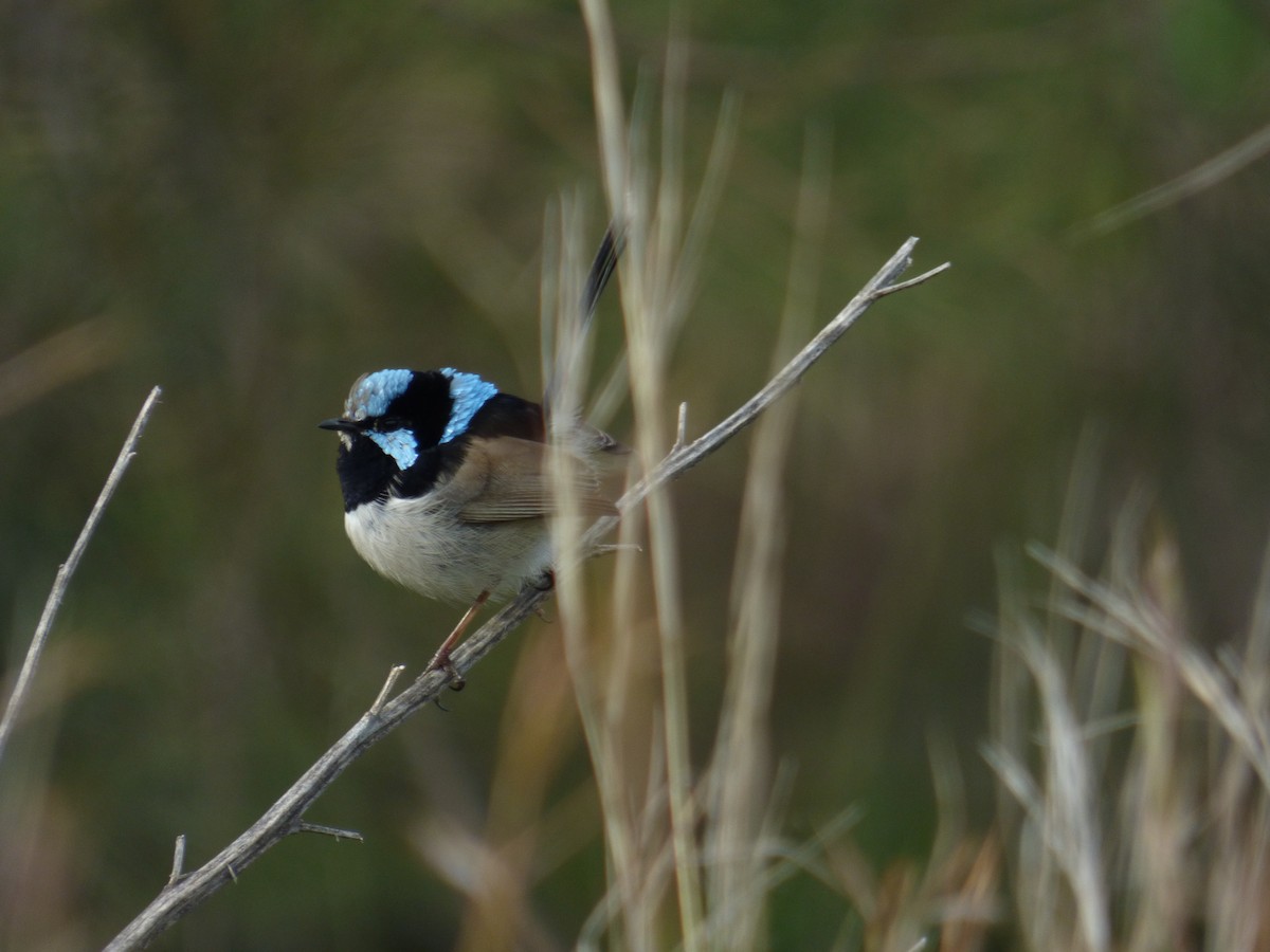 Superb Fairywren - Matt Hinze