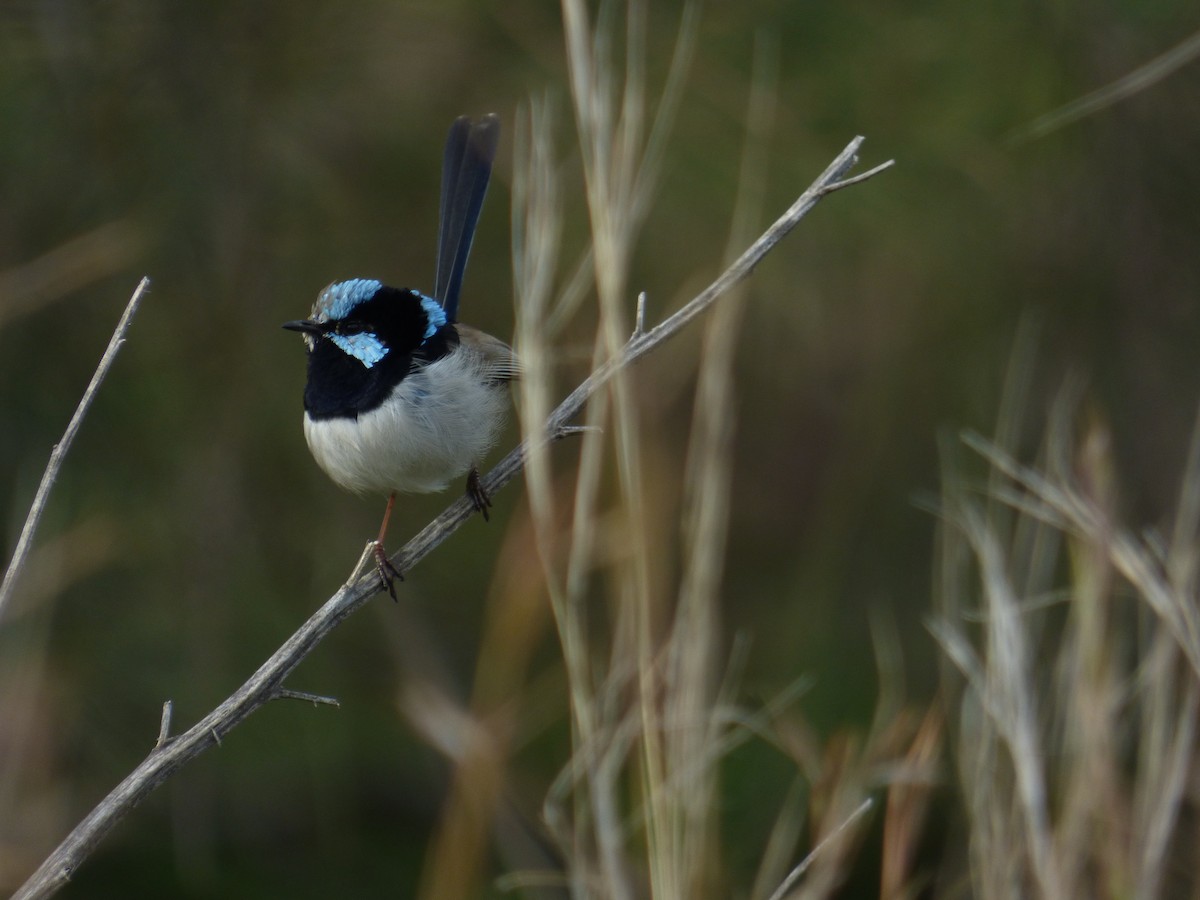 Superb Fairywren - Matt Hinze