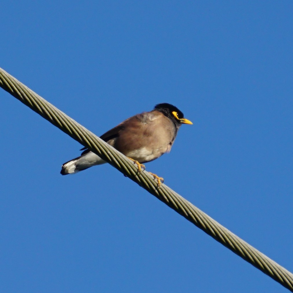 Common Myna - ML547970301