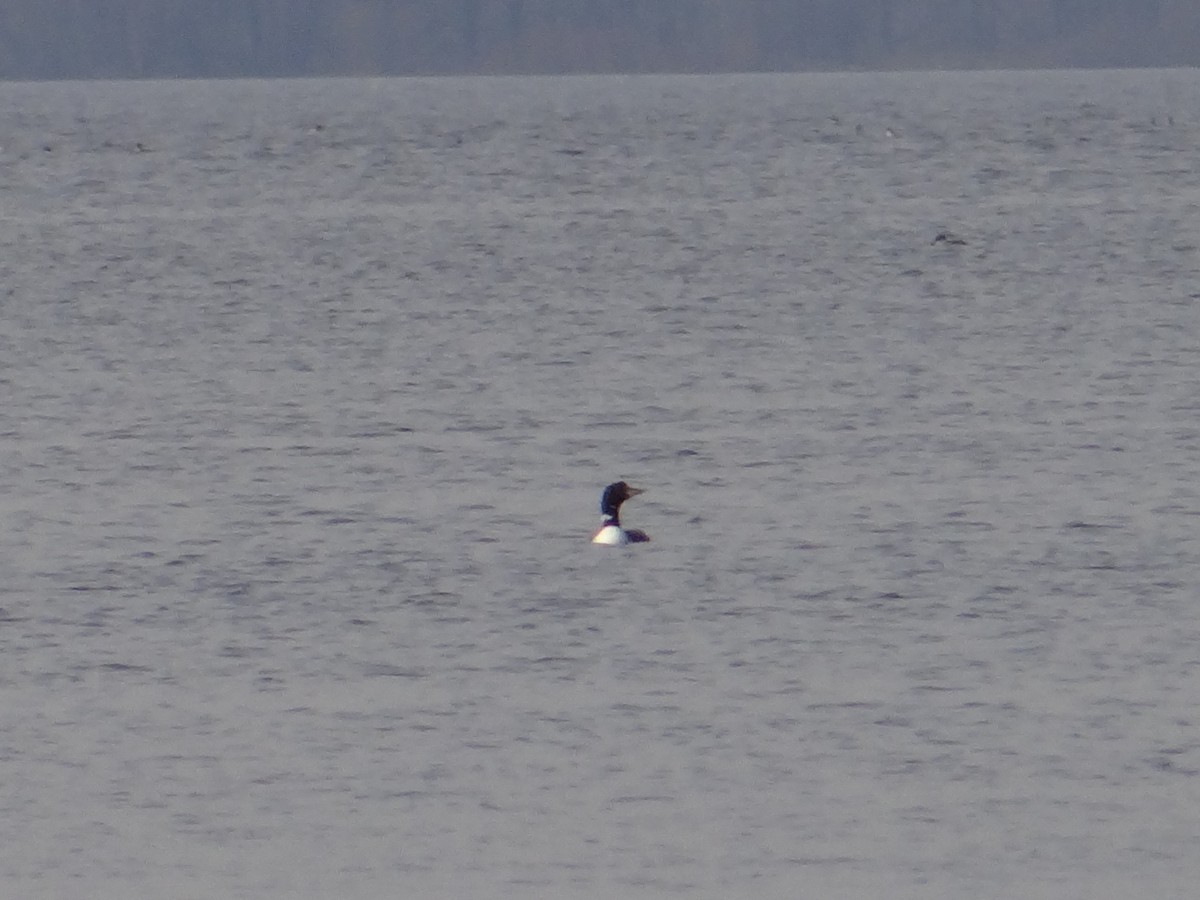Common Loon - ML547970881