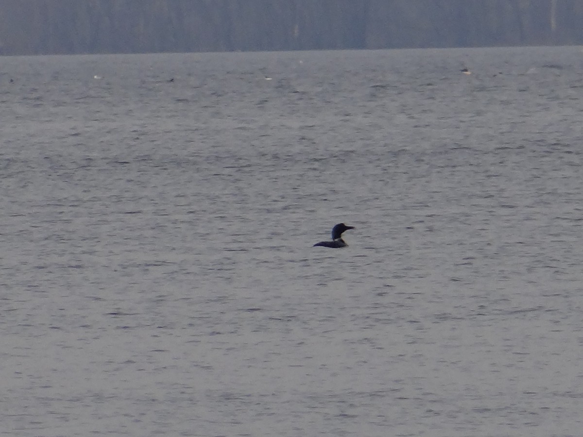 Common Loon - ML547970911