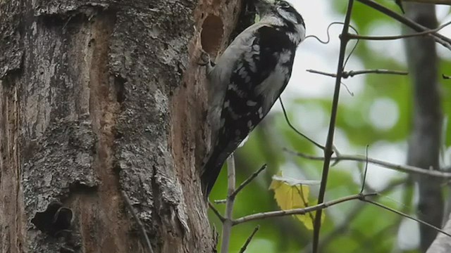 Downy Woodpecker - ML547973981