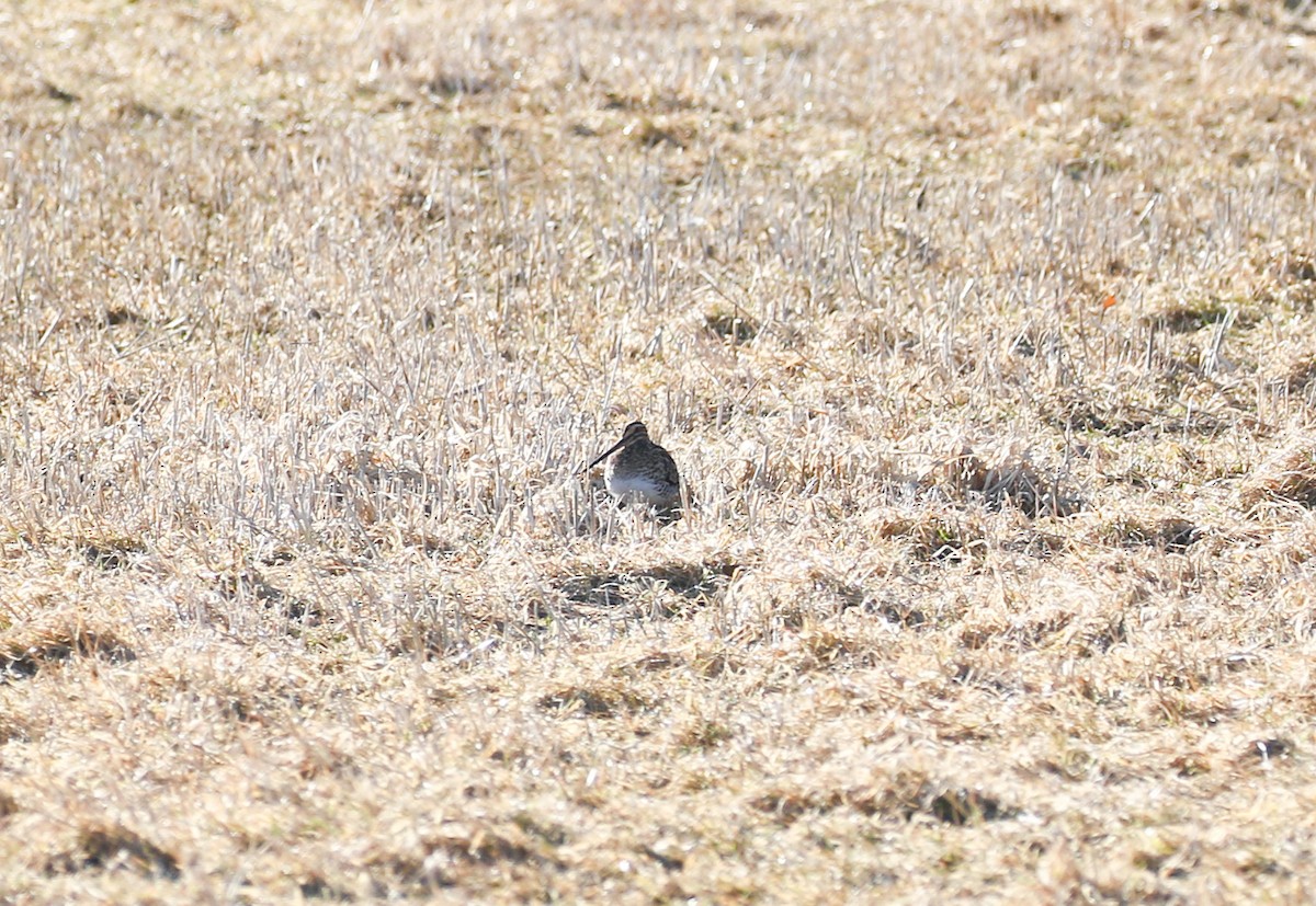 Wilson's Snipe - ML547975021