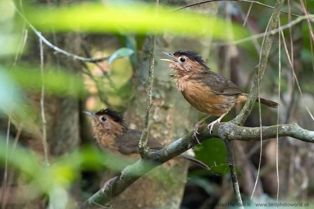 Brown-capped Babbler - ML547975281