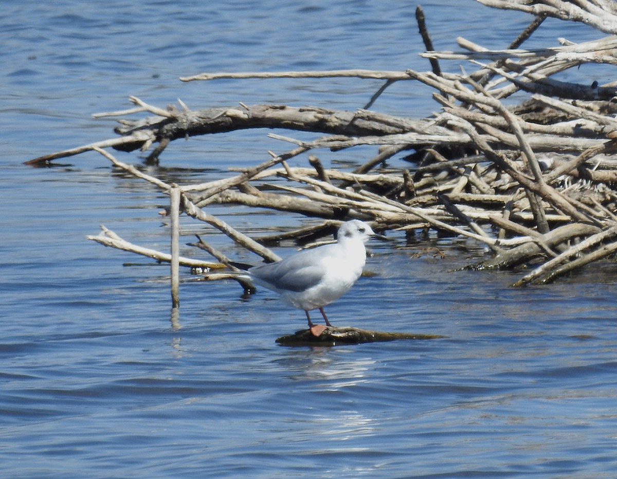 Bonaparte's Gull - Juan Ramírez