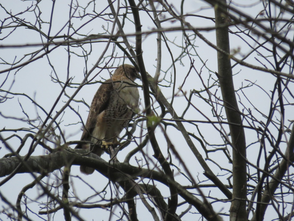 Red-tailed Hawk - ML547976141