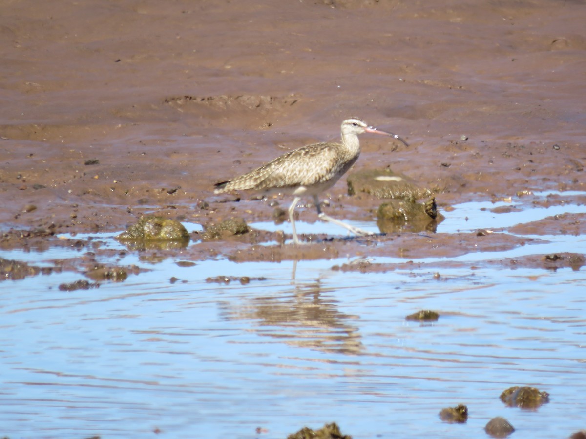 Whimbrel - Edward McKen