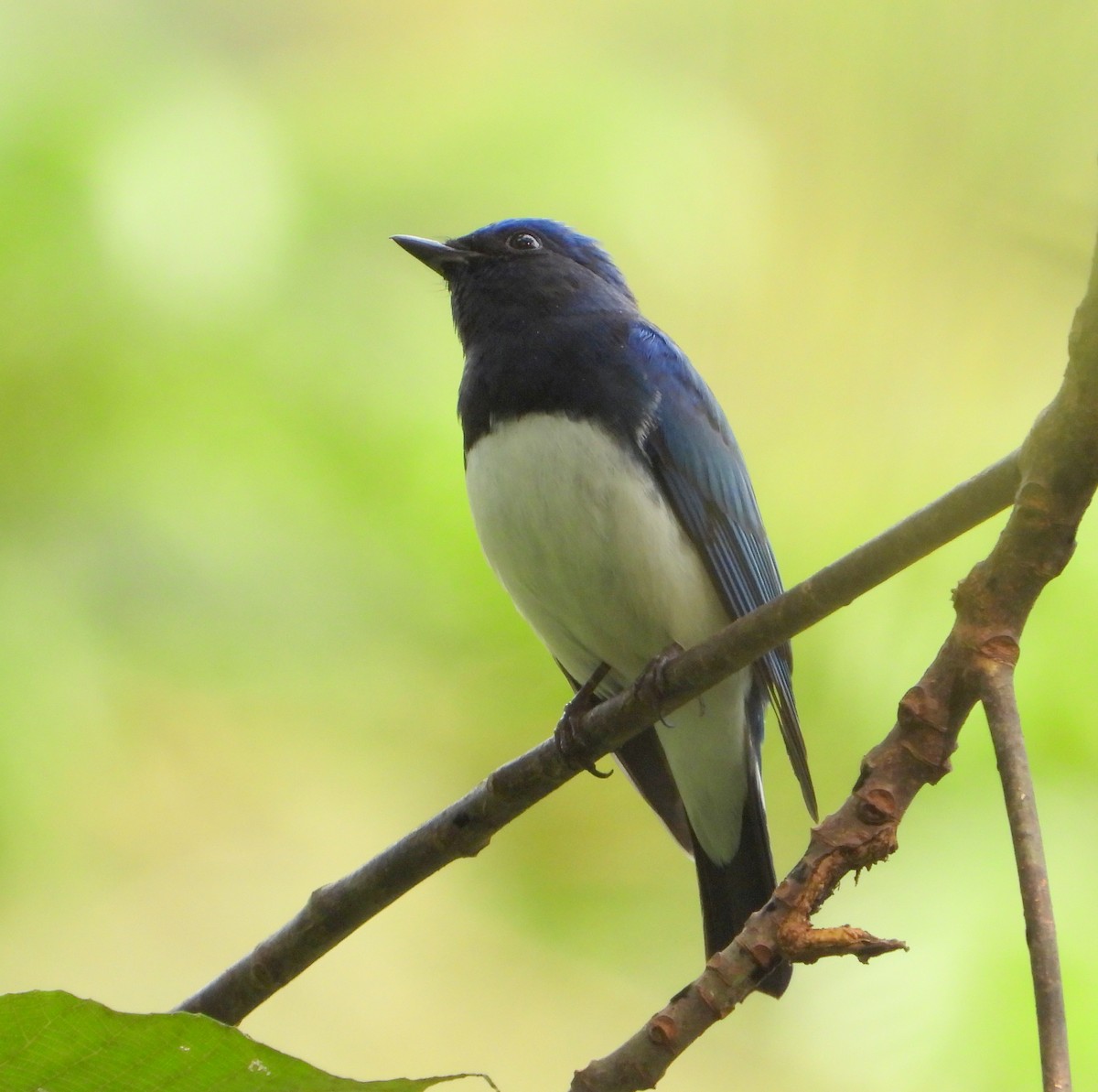 Papamoscas Azul - ML547976291