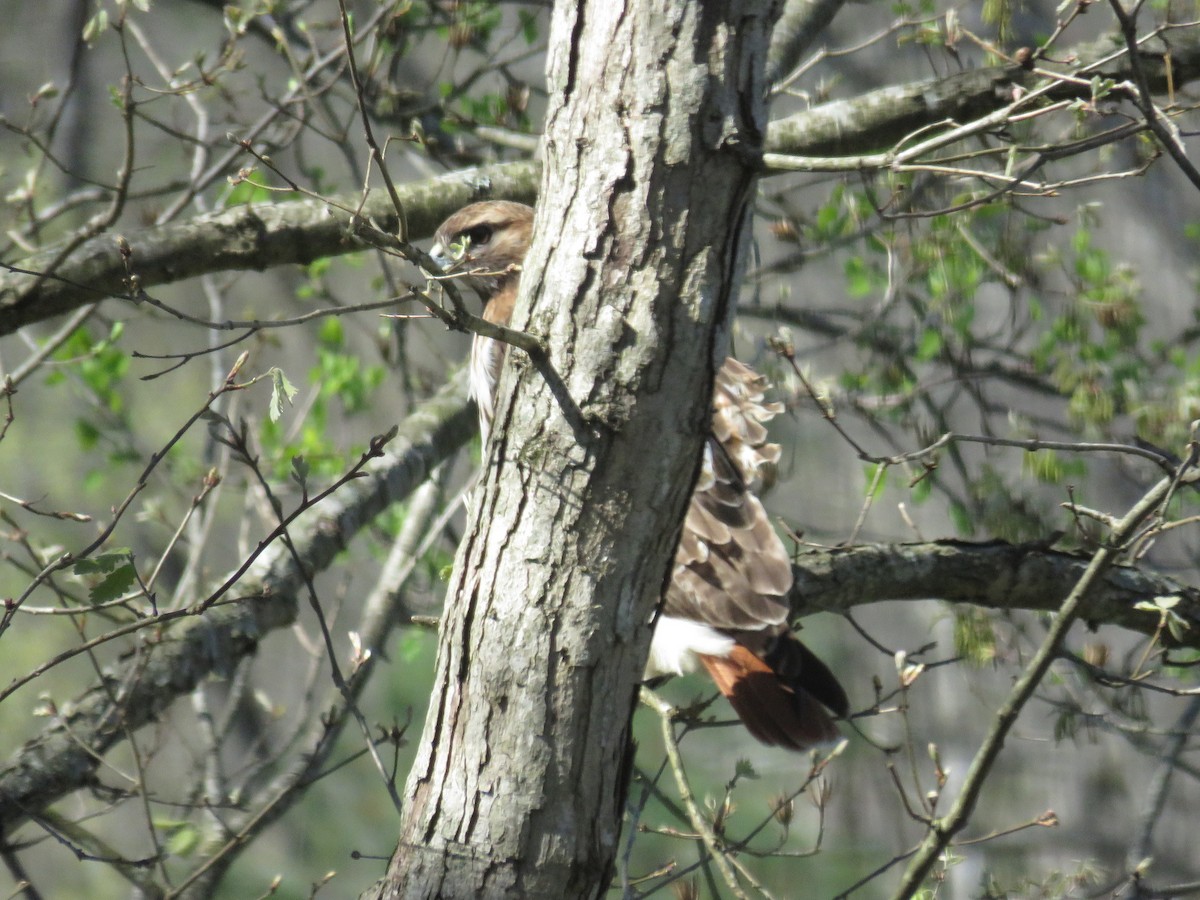 Red-tailed Hawk - ML547976321