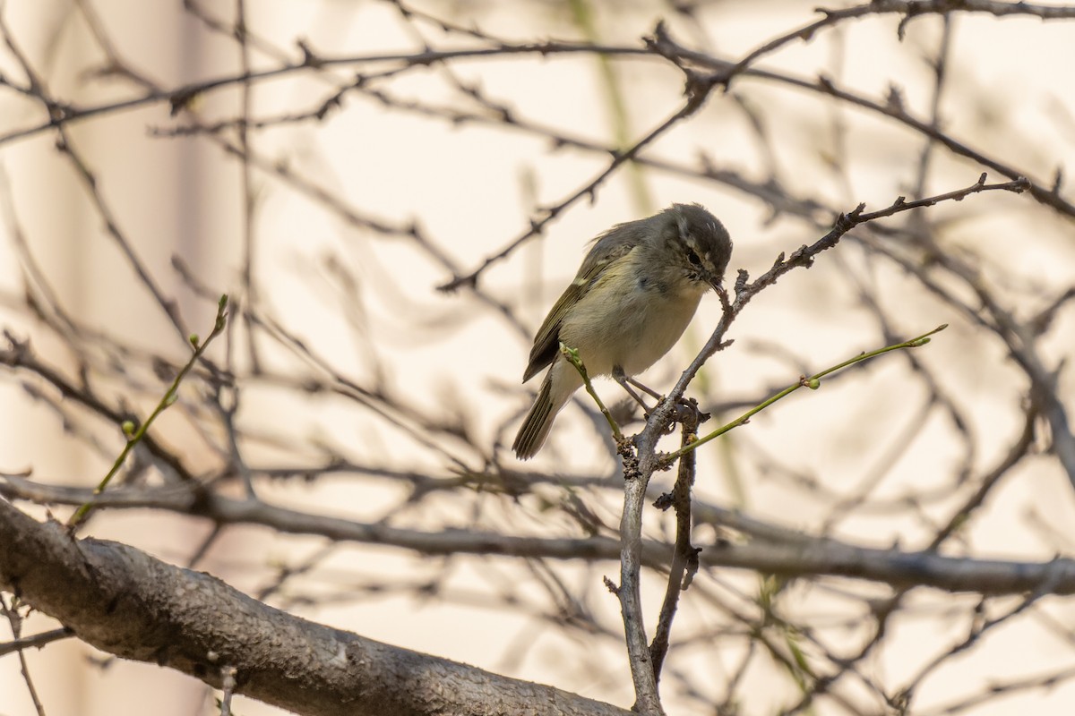 Hume's Warbler - ML547976331