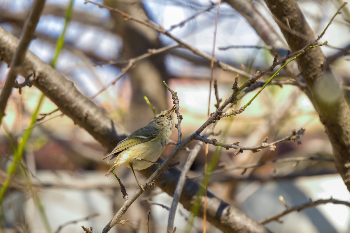 Hume's Warbler - ML547976341