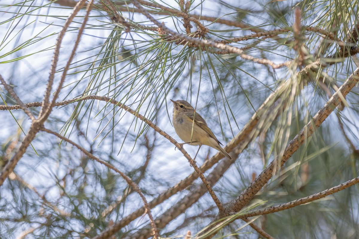 Hume's Warbler - ML547976351