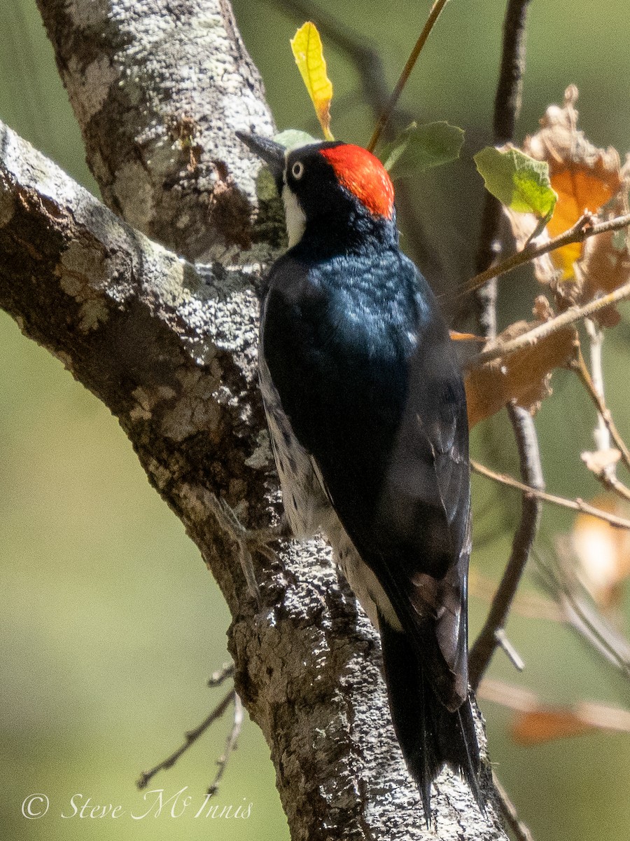 Acorn Woodpecker - ML547976741