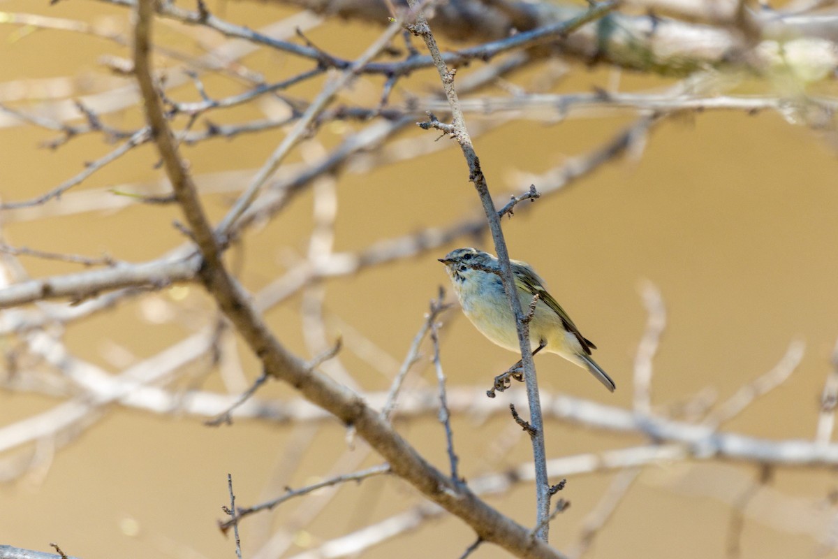 Hume's Warbler - ML547977211