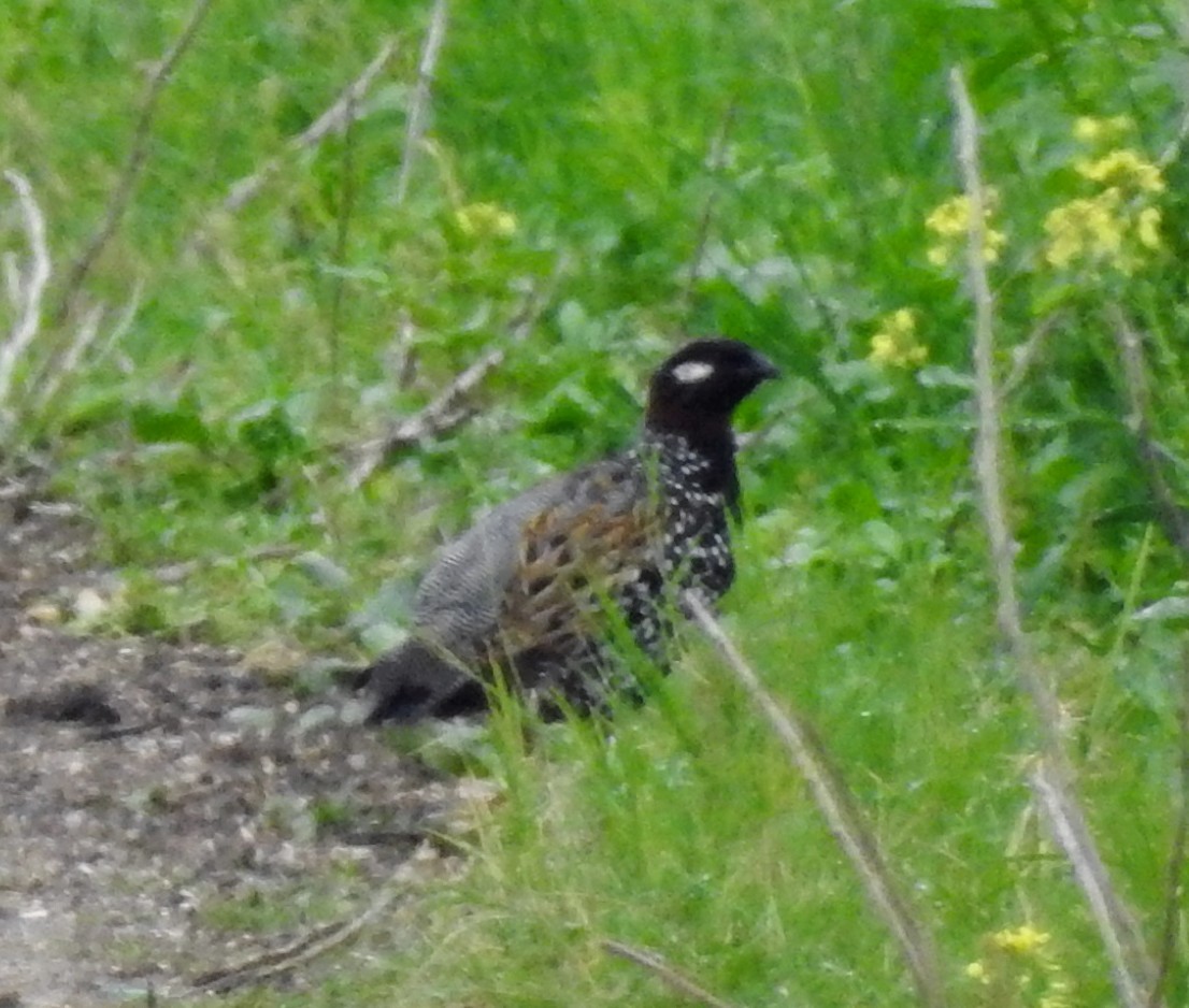 Black Francolin - ML547977481