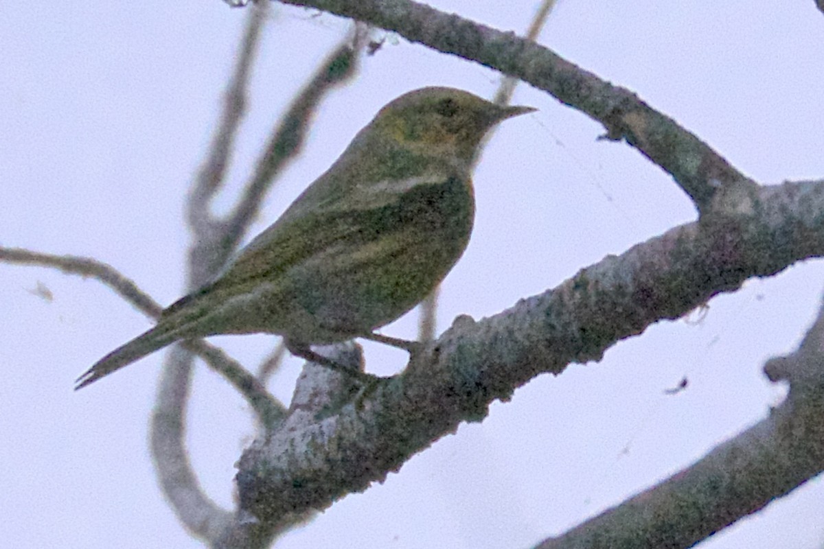 Cape May Warbler - ML54797761