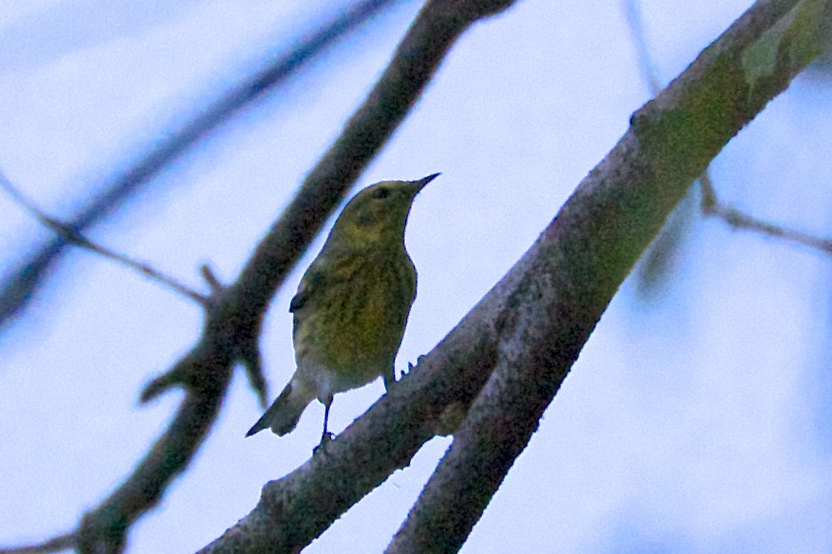Cape May Warbler - ML54797771