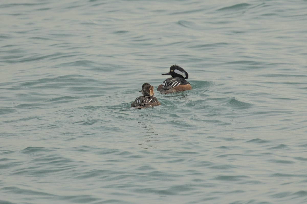Hooded Merganser - ML547978331