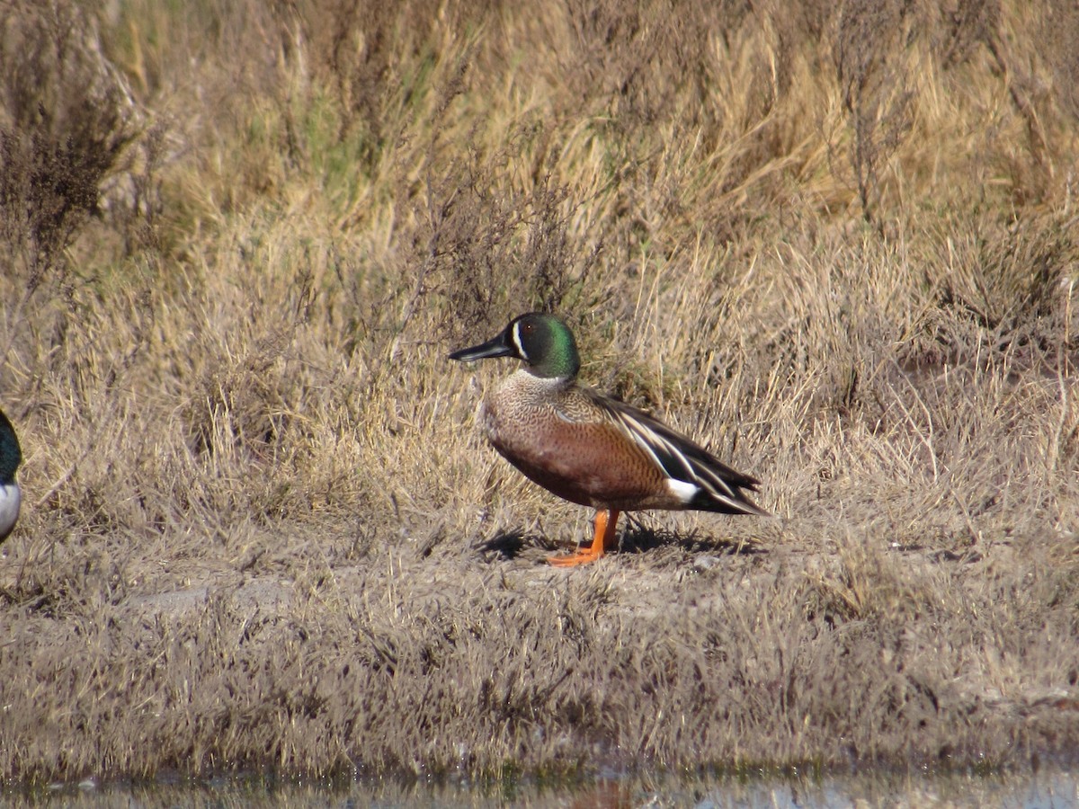 Cinnamon Teal x Northern Shoveler (hybrid) - ML547978981