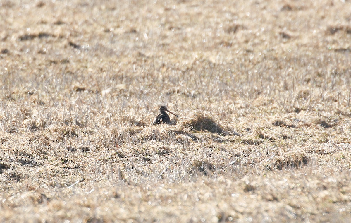 Wilson's Snipe - ML547980551