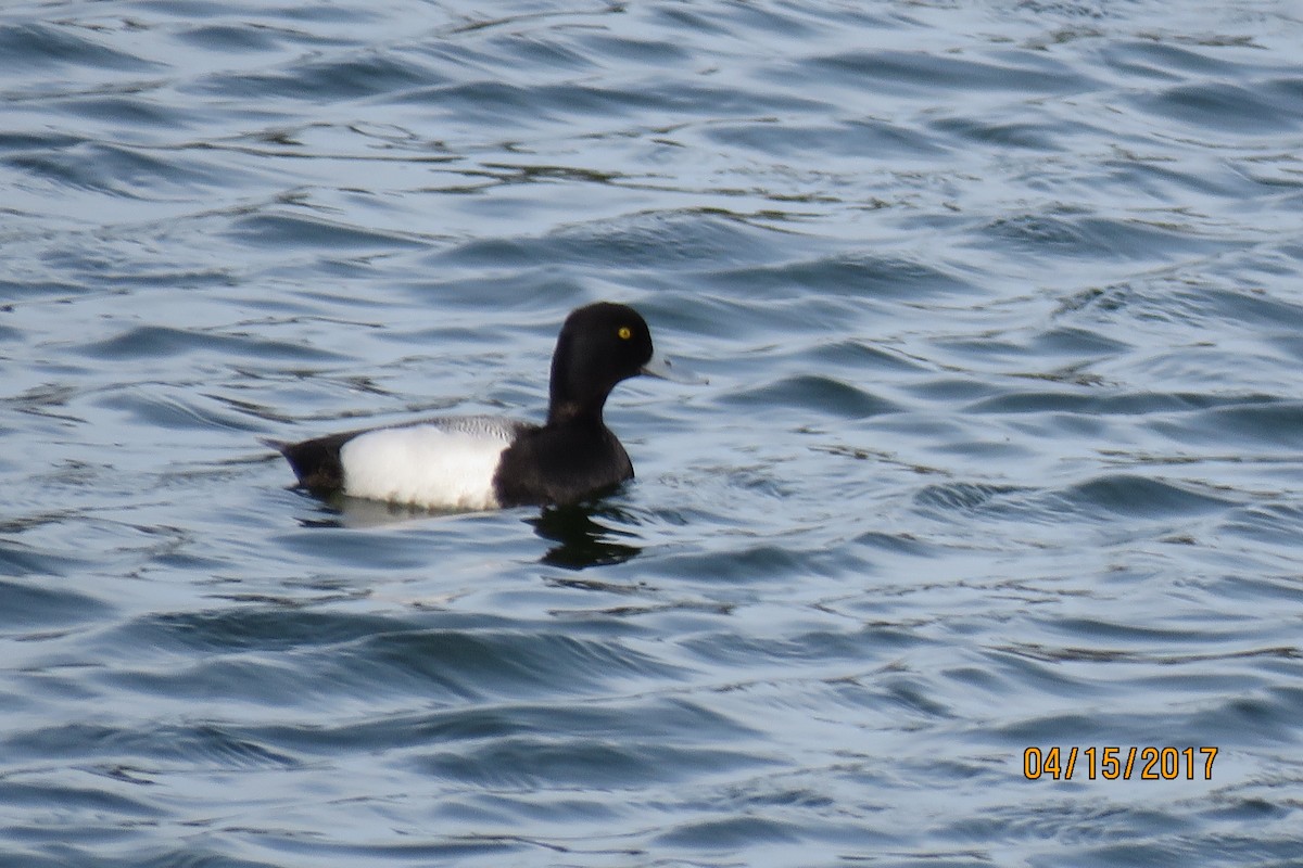 Greater/Lesser Scaup - Paul Wolter