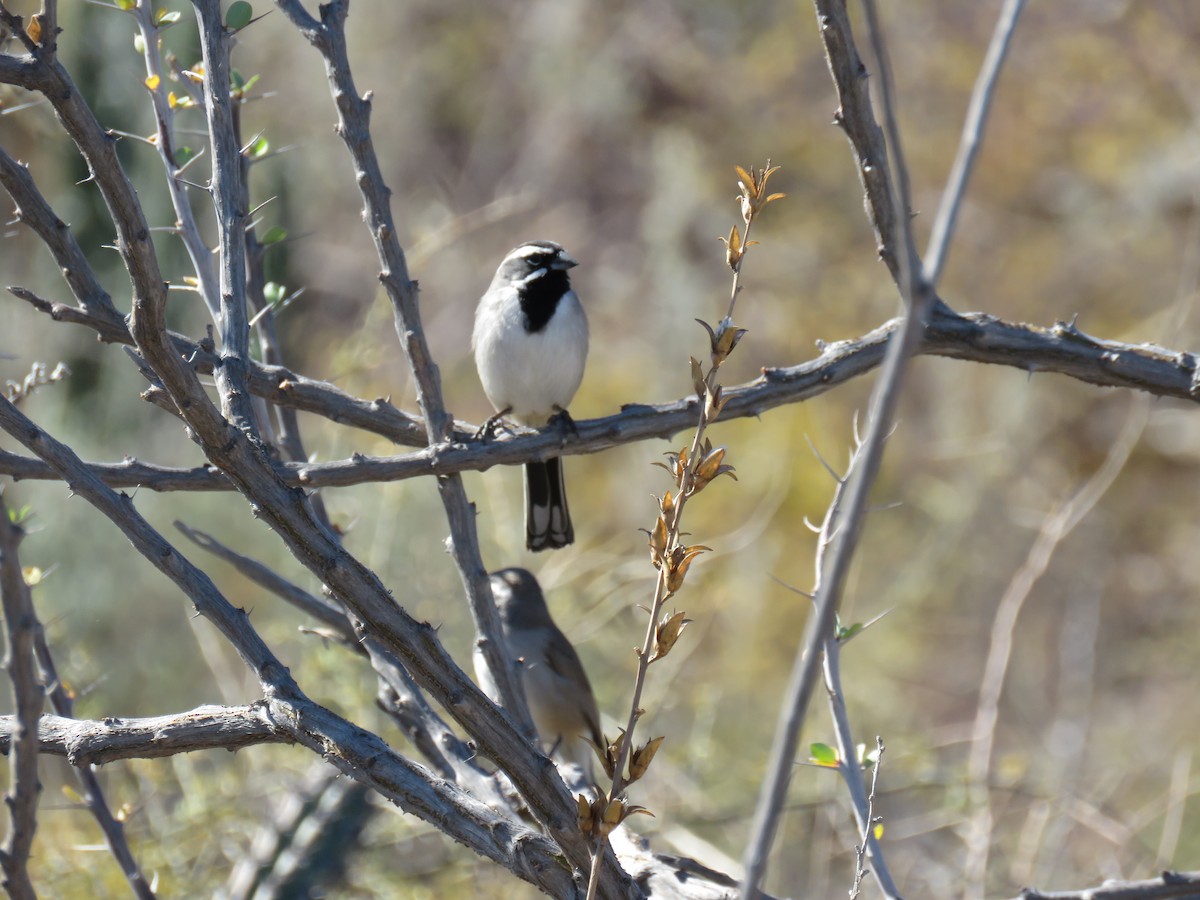 Black-throated Sparrow - ML547982881