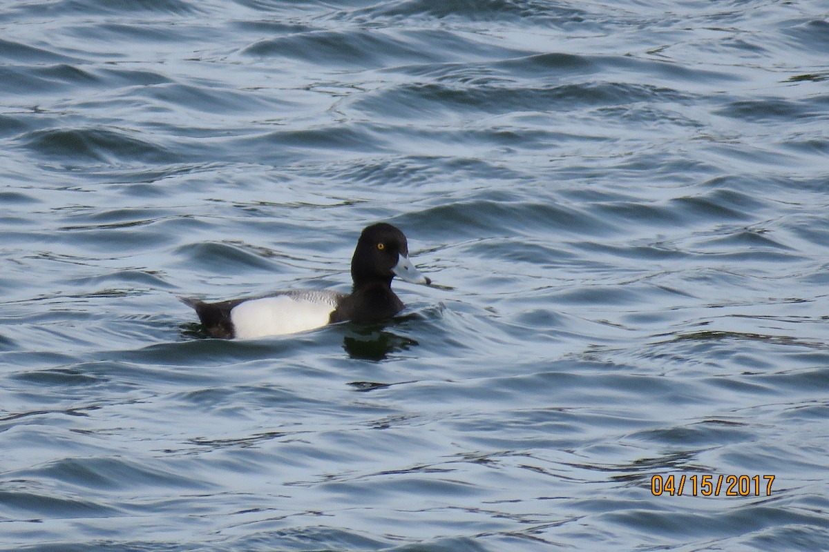 Greater/Lesser Scaup - Paul Wolter