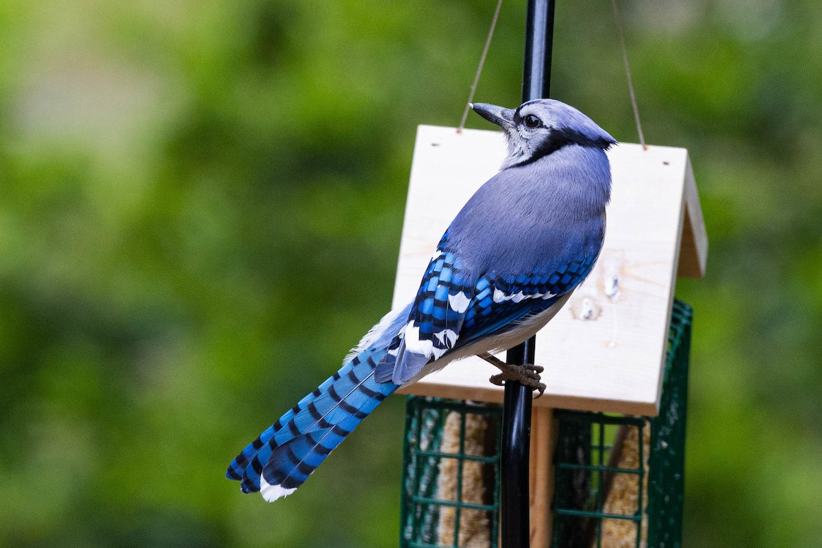 Blue Jay - ML547983821