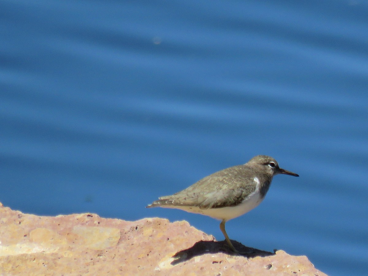 Spotted Sandpiper - Edward McKen