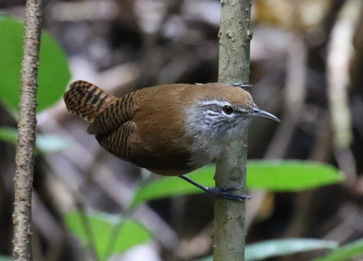 Buff-breasted Wren - Ruud Foppen