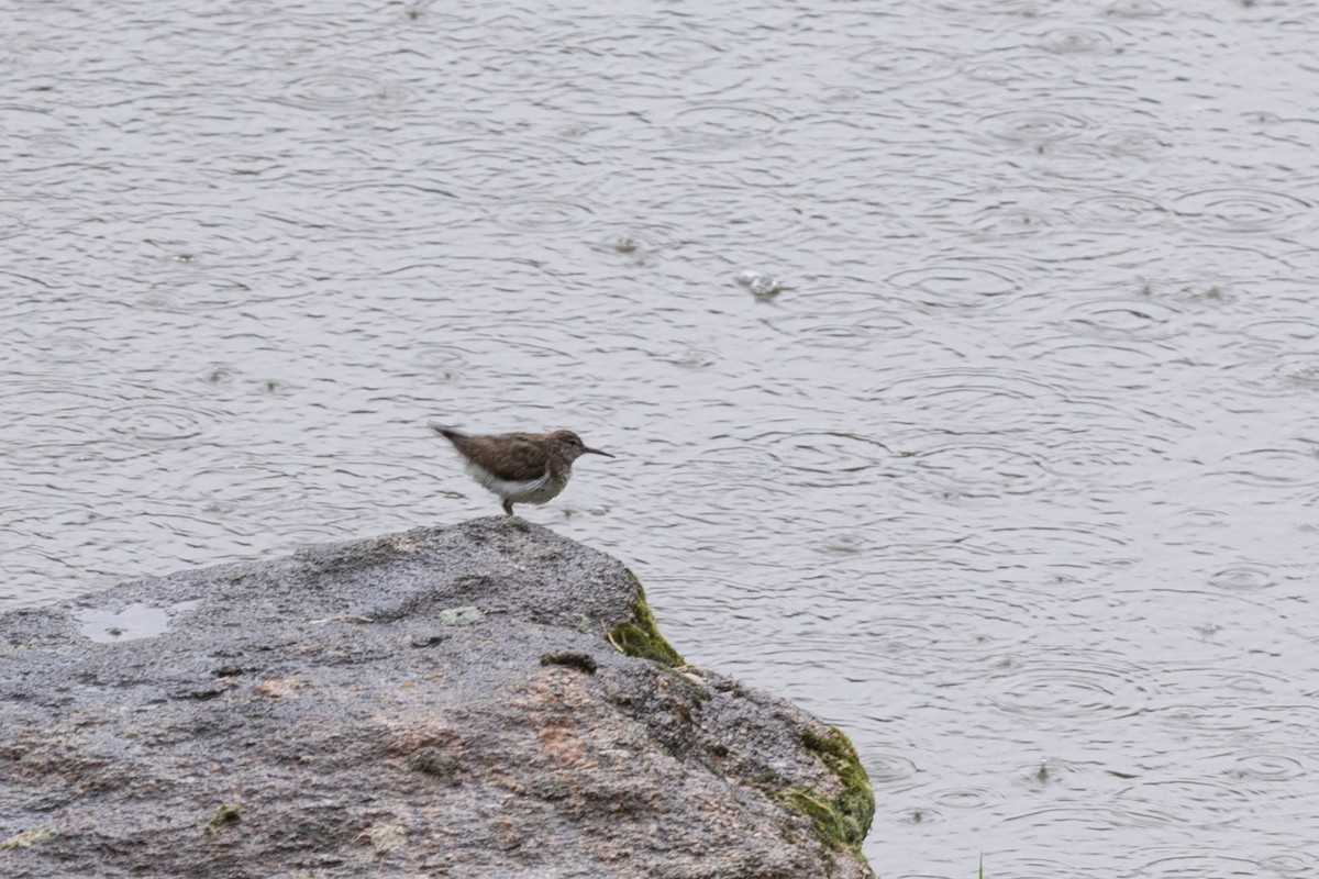 Spotted Sandpiper - ML547984871