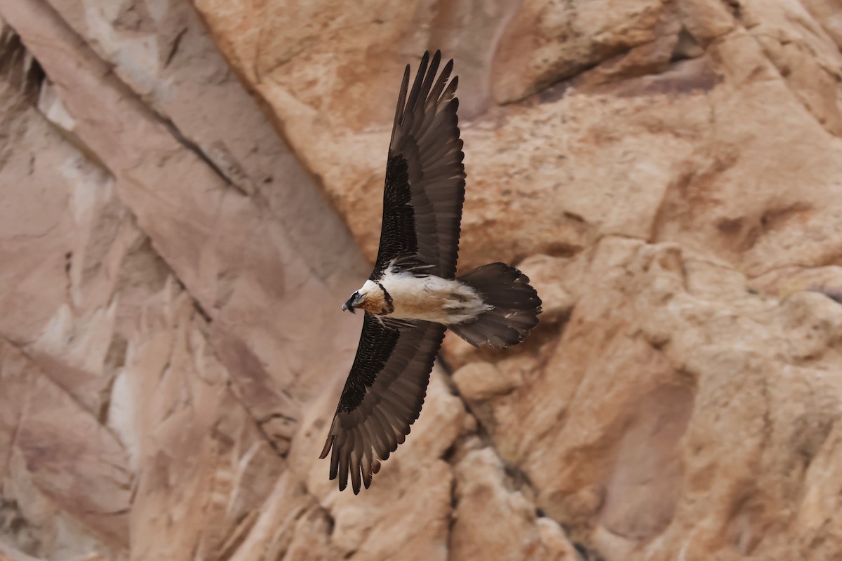 Bearded Vulture - Padma Gyalpo