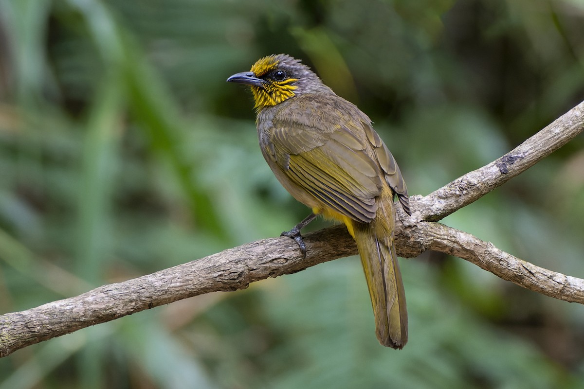 Stripe-throated Bulbul - Jeff Maw