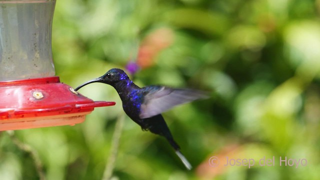 kolibřík fialkový - ML547985411